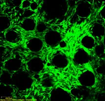 Biomaterial