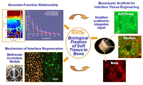 Orthopedic research - interface schematic